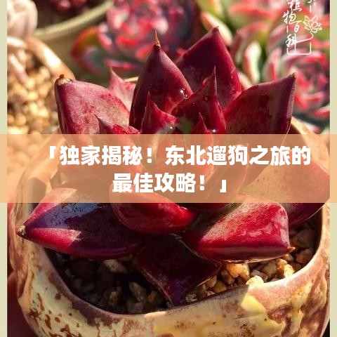 「独家揭秘！东北遛狗之旅的最佳攻略！」