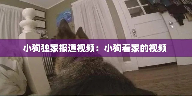 小狗独家报道视频：小狗看家的视频 