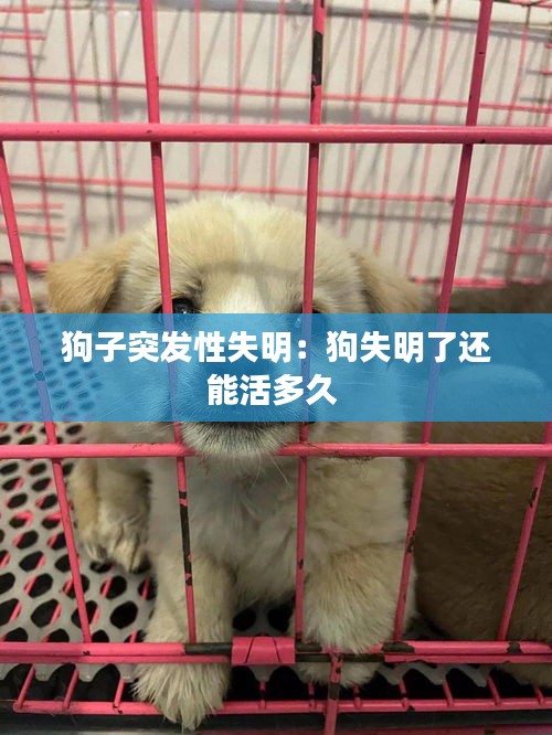 狗子突发性失明：狗失明了还能活多久 