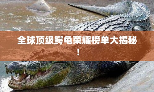 全球顶级鳄龟荣耀榜单大揭秘！