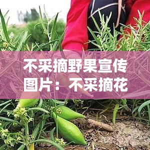 不采摘野果宣传图片：不采摘花朵图片 