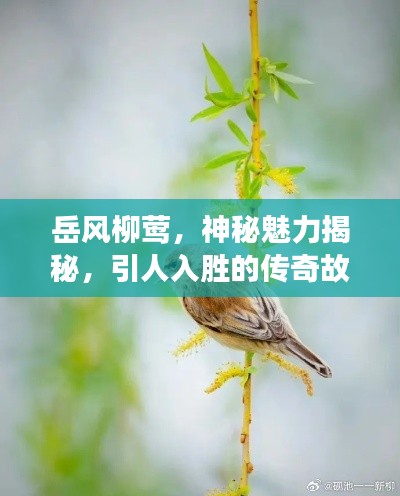 岳风柳莺，神秘魅力揭秘，引人入胜的传奇故事！