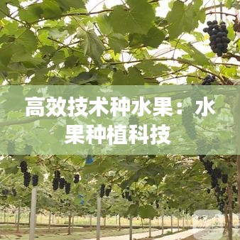 高效技术种水果：水果种植科技 