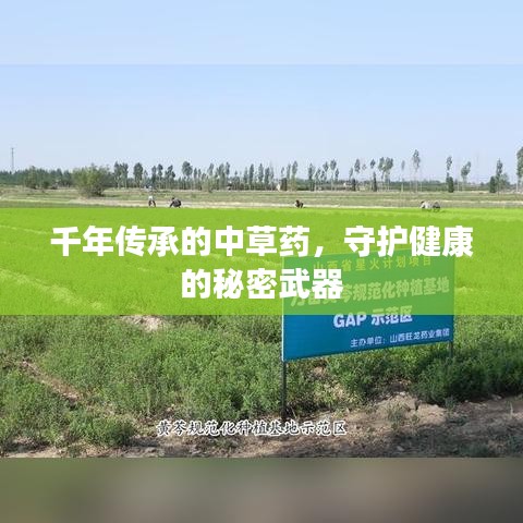 千年传承的中草药，守护健康的秘密武器