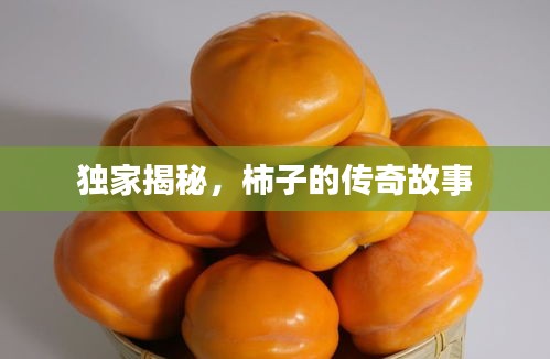 独家揭秘，柿子的传奇故事