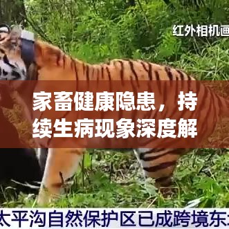 家畜健康隐患，持续生病现象深度解析
