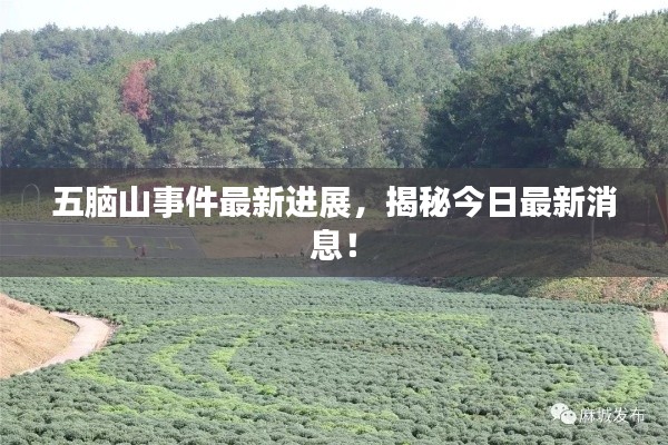 五脑山事件最新进展，揭秘今日最新消息！
