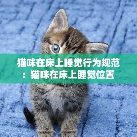 猫咪在床上睡觉行为规范：猫咪在床上睡觉位置 