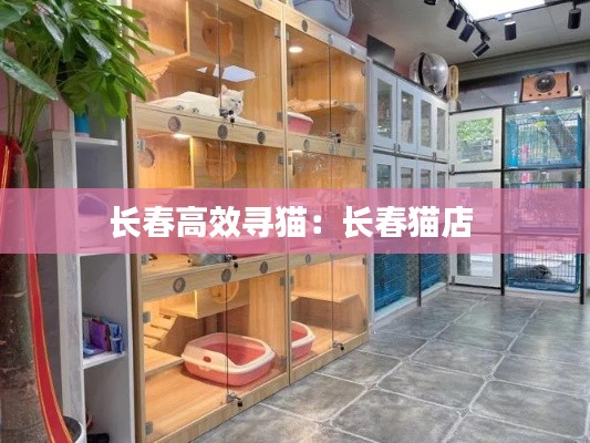 长春高效寻猫：长春猫店 