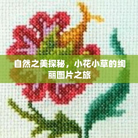 自然之美探秘，小花小草的绚丽图片之旅
