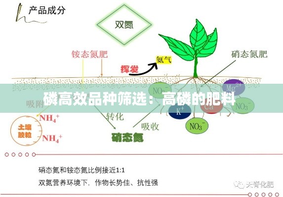 磷高效品种筛选：高磷的肥料 