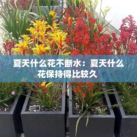 夏天什么花不断水：夏天什么花保持得比较久 
