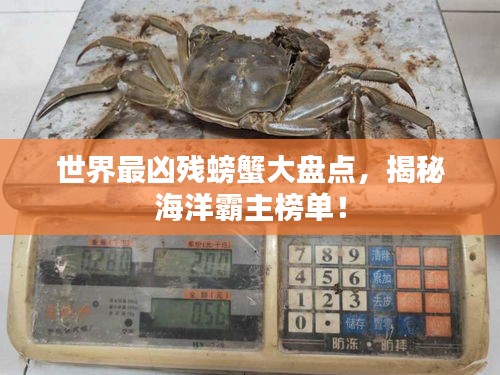 世界最凶残螃蟹大盘点，揭秘海洋霸主榜单！
