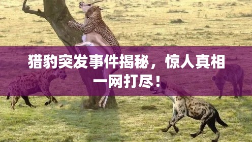 猎豹突发事件揭秘，惊人真相一网打尽！