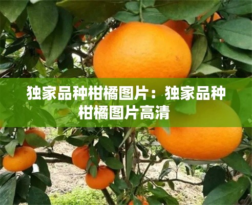 独家品种柑橘图片：独家品种柑橘图片高清 