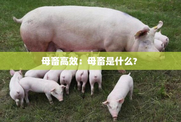 母畜高效：母畜是什么? 