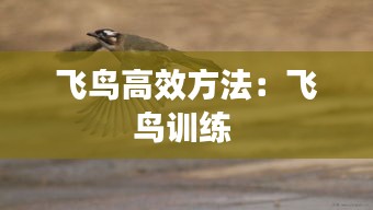 飞鸟高效方法：飞鸟训练 