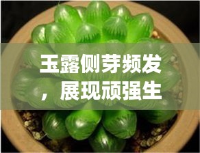 玉露侧芽频发，展现顽强生命力
