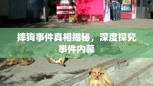 摔狗事件真相揭秘，深度探究事件内幕
