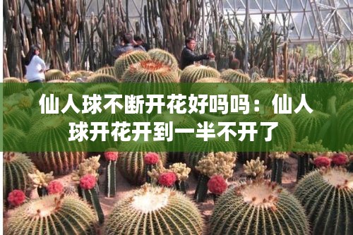 仙人球不断开花好吗吗：仙人球开花开到一半不开了 