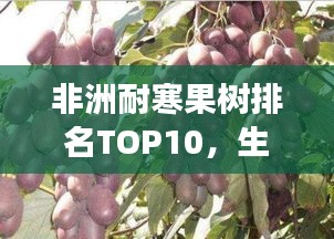 非洲耐寒果树排名TOP10，生存力强大的果树种类盘点