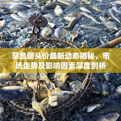 草鱼塘头价最新动态揭秘，市场走势及影响因素深度剖析
