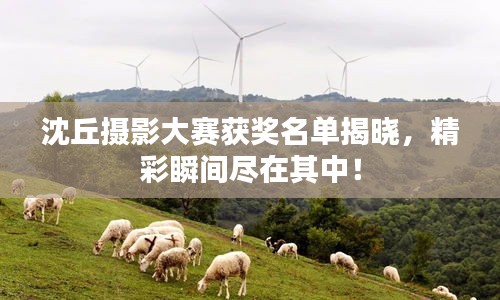 沈丘摄影大赛获奖名单揭晓，精彩瞬间尽在其中！
