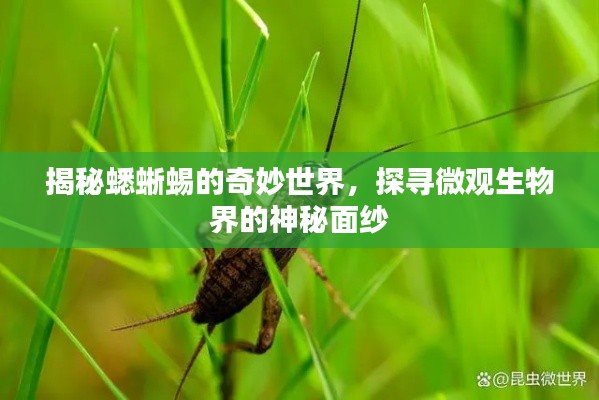 揭秘蟋蜥蜴的奇妙世界，探寻微观生物界的神秘面纱