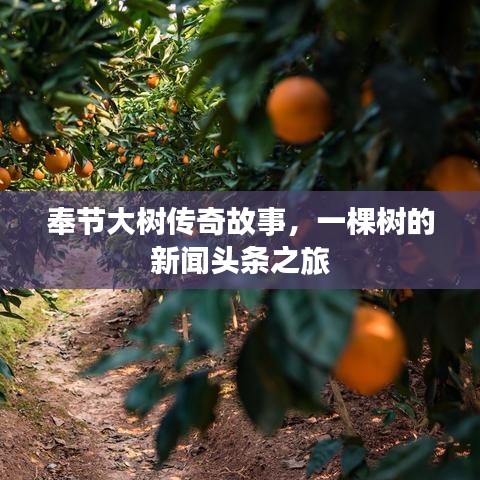 奉节大树传奇故事，一棵树的新闻头条之旅