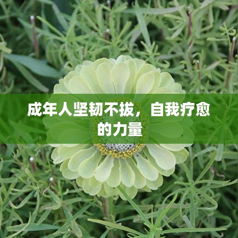 成年人坚韧不拔，自我疗愈的力量