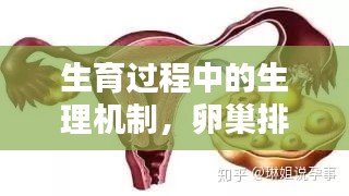 生育过程中的生理机制，卵巢排卵的挤压过程解析