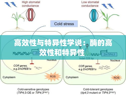 高效性与特异性学说：酶的高效性和特异性 