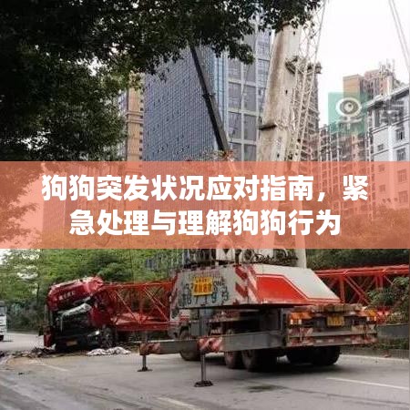 狗狗突发状况应对指南，紧急处理与理解狗狗行为