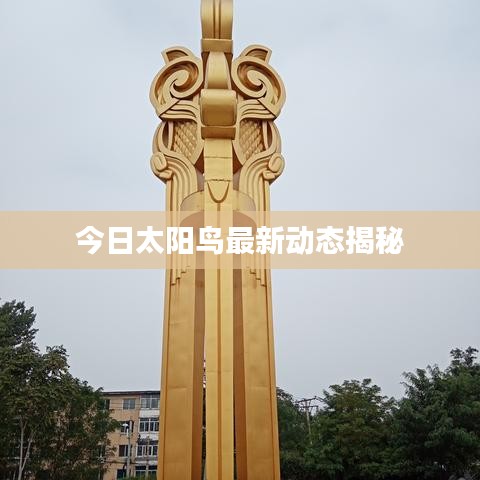 今日太阳鸟最新动态揭秘