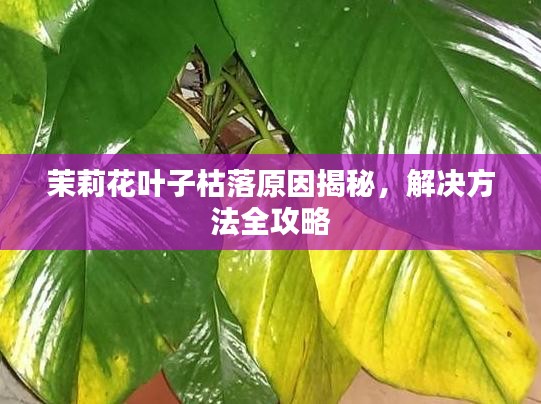 茉莉花叶子枯落原因揭秘，解决方法全攻略