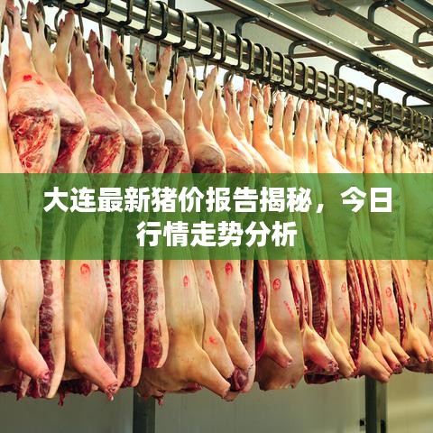 大连最新猪价报告揭秘，今日行情走势分析