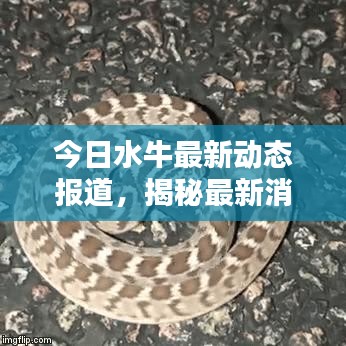今日水牛最新动态报道，揭秘最新消息新闻