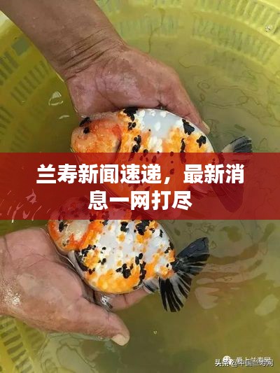 兰寿新闻速递，最新消息一网打尽