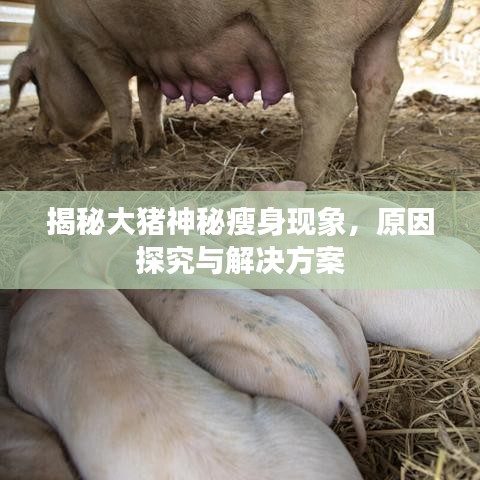揭秘大猪神秘瘦身现象，原因探究与解决方案
