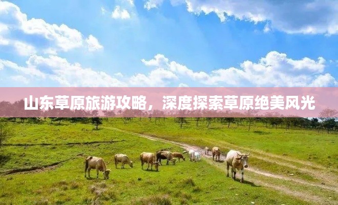 山东草原旅游攻略，深度探索草原绝美风光