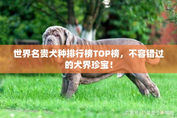 世界名贵犬种排行榜TOP榜，不容错过的犬界珍宝！