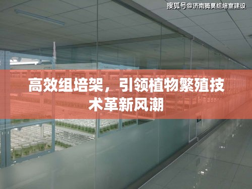 高效组培架，引领植物繁殖技术革新风潮