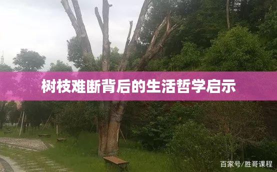树枝难断背后的生活哲学启示