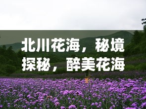 北川花海，秘境探秘，醉美花海之旅攻略