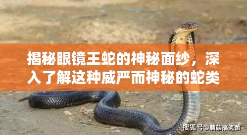 揭秘眼镜王蛇的神秘面纱，深入了解这种威严而神秘的蛇类
