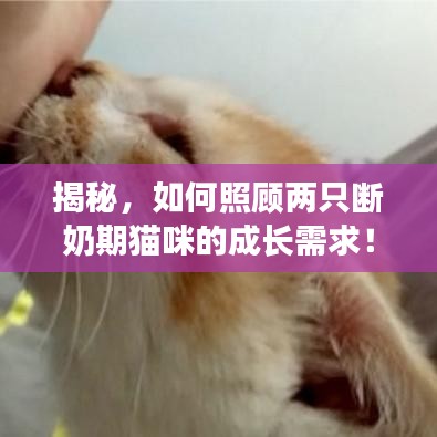 揭秘，如何照顾两只断奶期猫咪的成长需求！