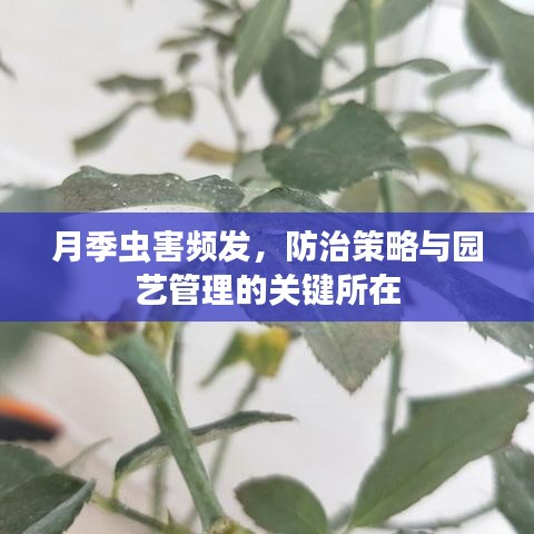 月季虫害频发，防治策略与园艺管理的关键所在