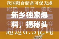 新乡独家爆料，揭秘头条新闻事件