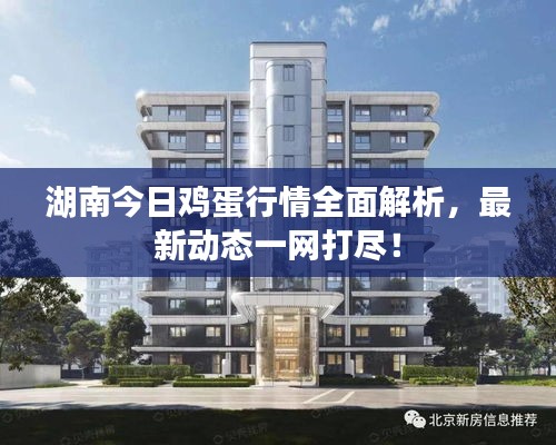 湖南今日鸡蛋行情全面解析，最新动态一网打尽！
