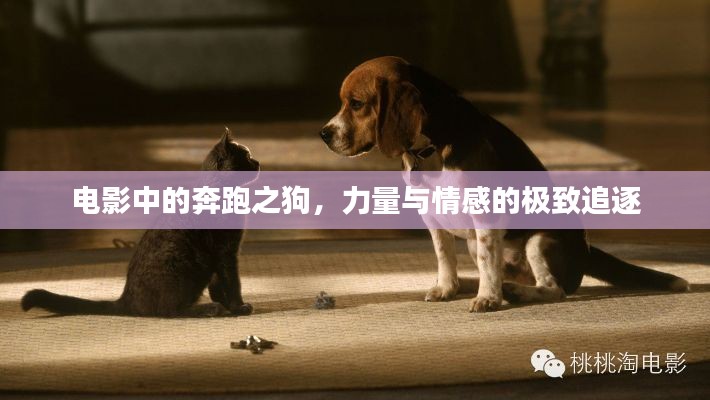 电影中的奔跑之狗，力量与情感的极致追逐